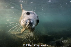 Flying in
Grey seal in Farne Islands by Ellen Cuylaerts 